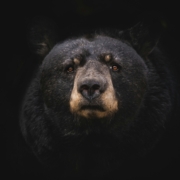 Black bear with amber eyes gazing directly at viewer against black background
