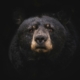 Black bear with amber eyes gazing directly at viewer against black background
