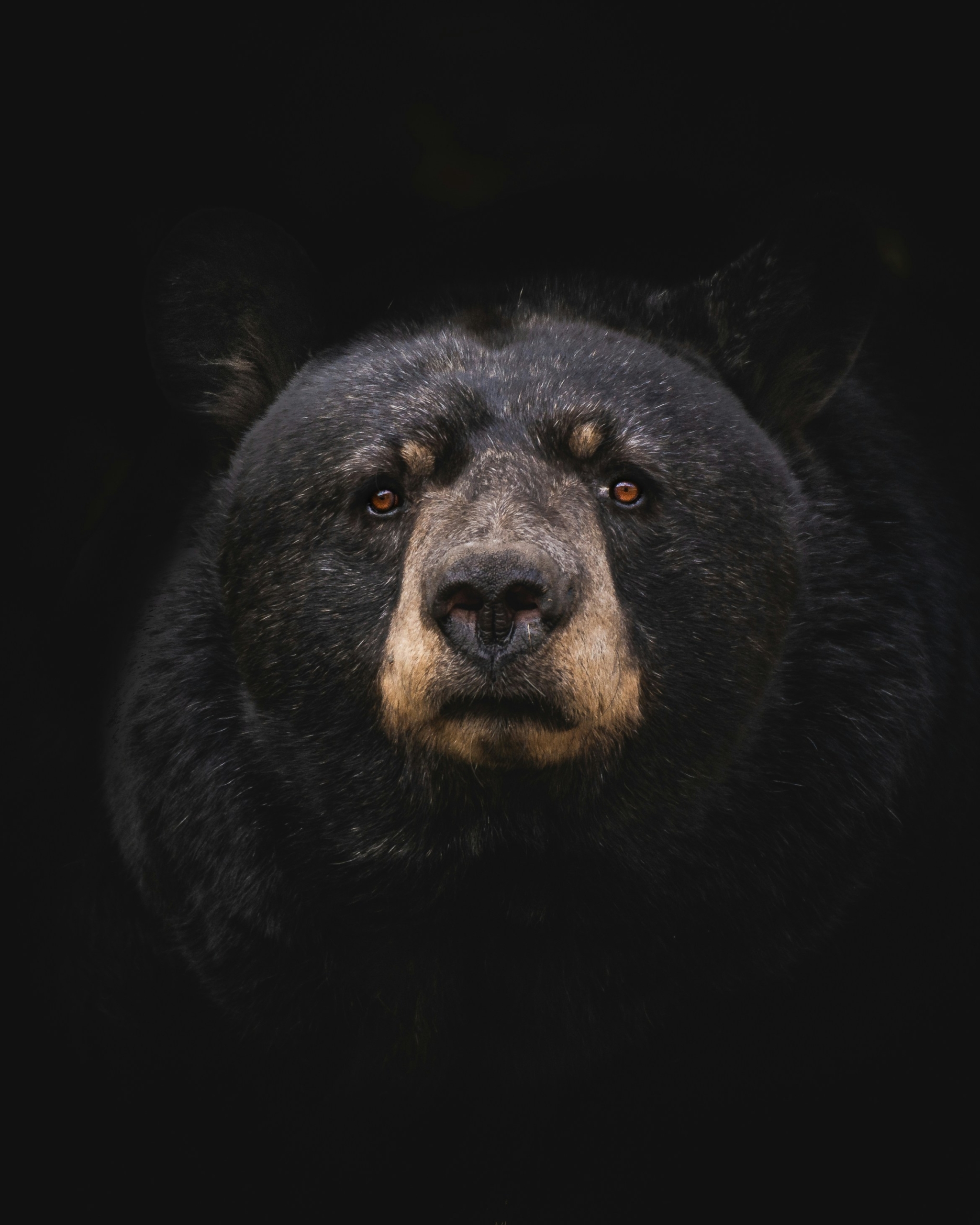 Black bear with amber eyes gazing directly at viewer against black background