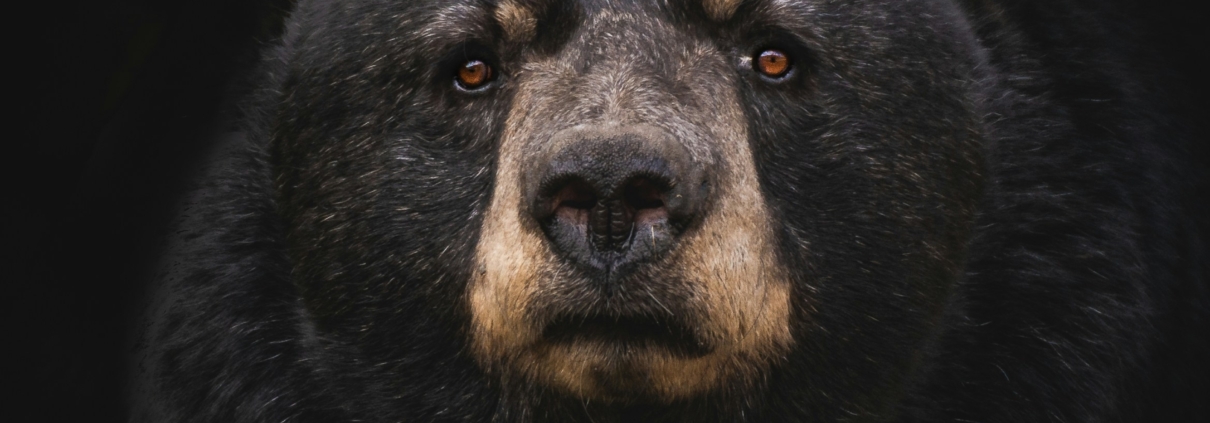 Black bear with amber eyes gazing directly at viewer against black background